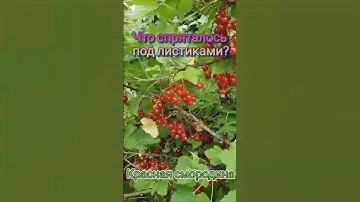 Успевайте, друзья! Ссылка на сайт в описании канала и в комментариях.